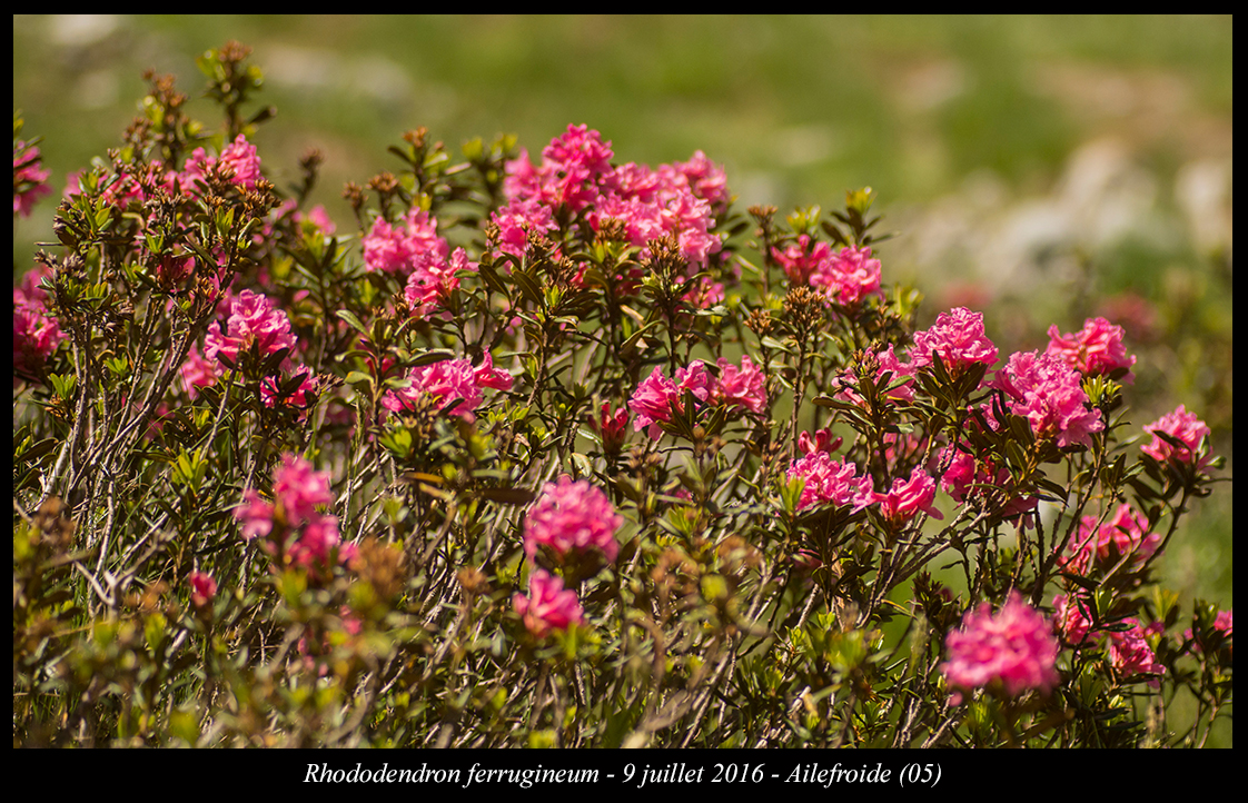 Rhododendrn ferrugineum